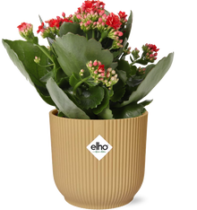 Kalanchoe Rosalina Don Justino Rood + ELHO Vibes Fold 14cm geel