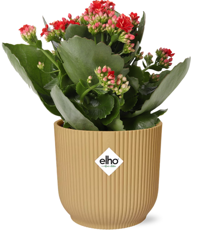 Kalanchoe Rosalina Don Justino Red + ELHO Vibes Fold 14cm yellow