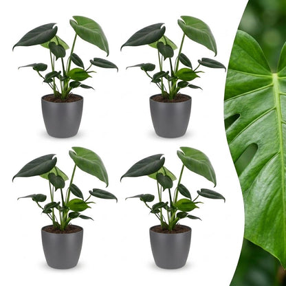 Green boutiQ - Monstera Deliciosa - Gatenplant - 4 Planten - met Potter Grijs - Pot 12cm - Hoogte - 30cm