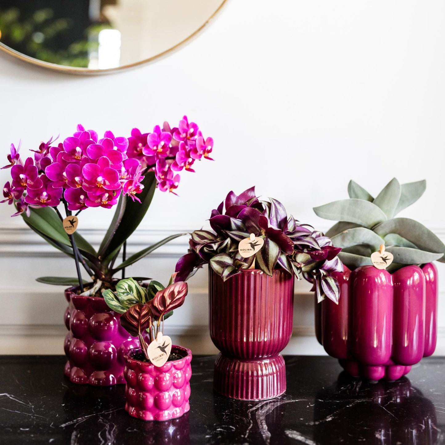 Kolibri Orchids | Paarse phalaenopsis orchidee potmaat Ø9cm | Morelia | bloeiende kamerplant - vers van de kweker