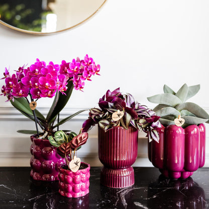 Kolibri Orchids | Paarse phalaenopsis orchidee potmaat Ø9cm | Morelia | bloeiende kamerplant - vers van de kweker