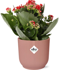 Mother's Day - Kalanchoe Rosalina Don Justino Rood  + ELHO Vibes Fold 14cm roze