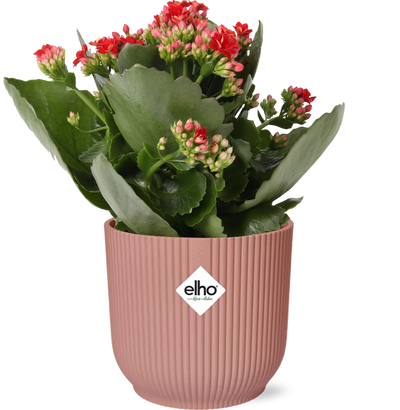 Muttertag – Kalanchoe Rosalina Don Justino Rot + ELHO Vibes Fold 14cm rosa