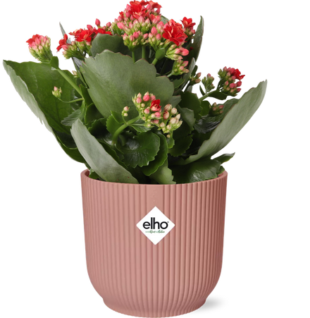 Mother's Day - Kalanchoe Rosalina Don Justino Red + ELHO Vibes Fold 14cm pink