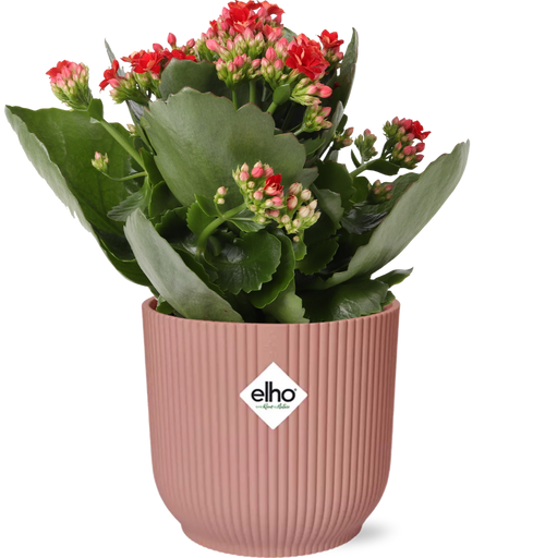 Mother's Day - Kalanchoe Rosalina Don Justino Red + ELHO Vibes Fold 14cm pink