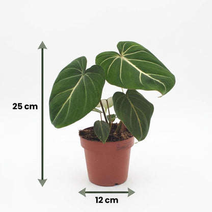 Green boutiQ - Philodendron Gloriosum - Glorie Philodendron - 2 Planten - met Mand - Pot 12cm - Hoogte - 25cm