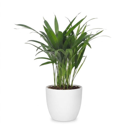 Green boutiQ - Areca Lutescens - Goudpalm - 1 Plant - met Potter Wit - Pot 12cm - Hoogte - 45cm