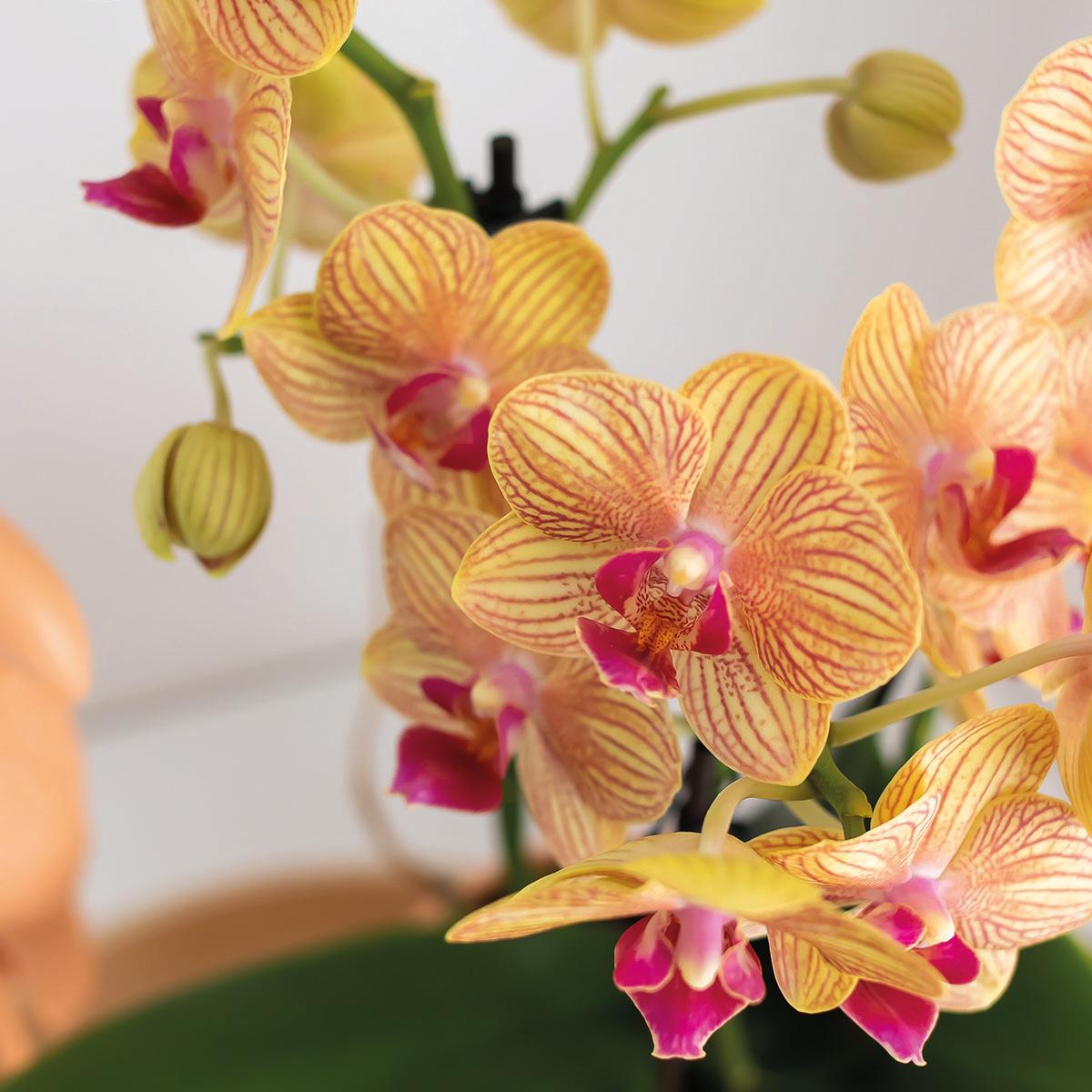Gift set orchidee met groene plant, prachtige oranje Phalaenopsis orchidee in detail.