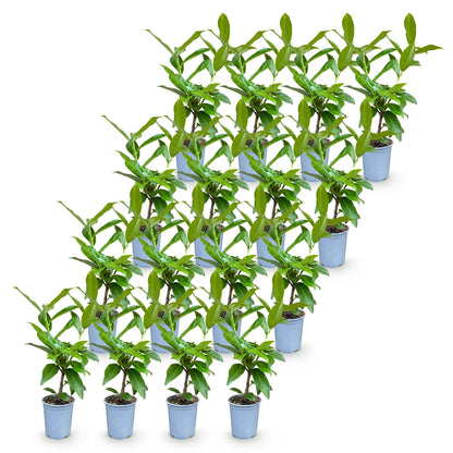 Green boutiQ - 16x Prunus laur. Novita - Laurierkers - Haagplanten - Groenblijvend - Groen - Pot 9cm - Hoogte 25-35cm
