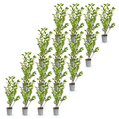 Green boutiQ - 16x Ligustrum ovalifolium - Gewone Liguster - Haagplanten - Groenblijvend - Groen - Pot 9cm - Hoogte 35-45cm