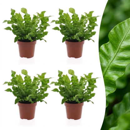 Green boutiQ - Asplenium Crispy Wave - Asplenium Crispy Wave - 4 Planten - Pot 12cm - Hoogte - 30cm