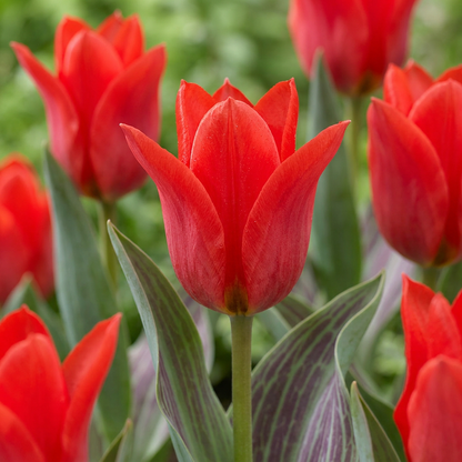 30x Tulipa Greigii Red - Greigii-tulp - Rood - Voorjaarsbloeier - Bolmaat 11/12
