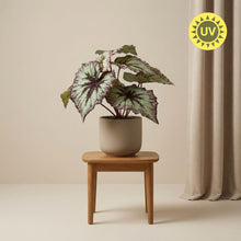 Begonia 26 cm - Kunstplant in pot – UV - Artificial plant