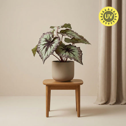 Begonia 26 cm - Artificial plant in pot - UV - Artificial plant