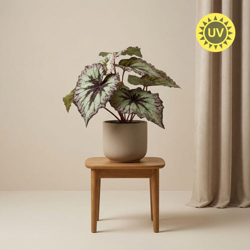 Begonia 26 cm - Artificial plant in pot - UV - Artificial plant