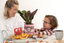 Ctenanthe Burle Marxii In P&PURE "SPECIAL POUR TOI" Verpakking - Ø12cm - ↕25cm