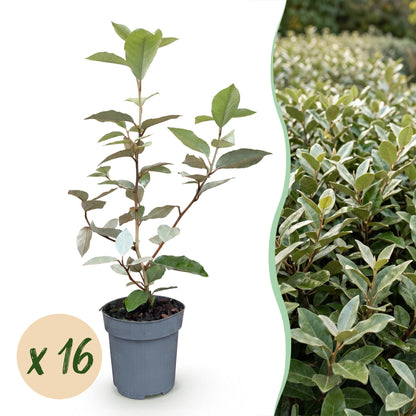 Green boutiQ - 16x Eleagnus ebbingei Compacta - Olijfwilg - Haagplanten - Groenblijvend - Grijs - Pot 9cm - Hoogte 25-35cm