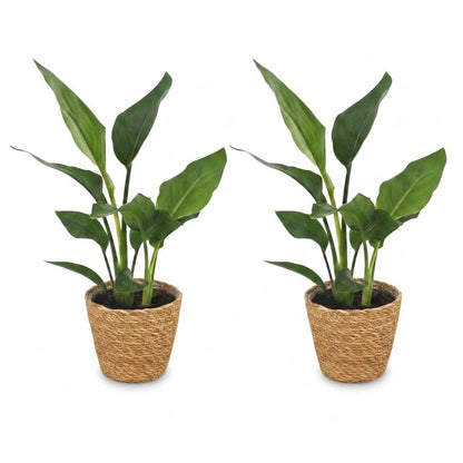 Strelitzia Reginea - Paradijsvogelbloem - 2 Planten - met Mand - Pot 12cm - Hoogte - 35cm