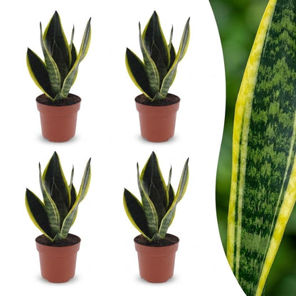 Green boutiQ - Sansevieria Future Superb - Vrouwentong - 4 Planten - Pot 12cm - Hoogte - 35cm