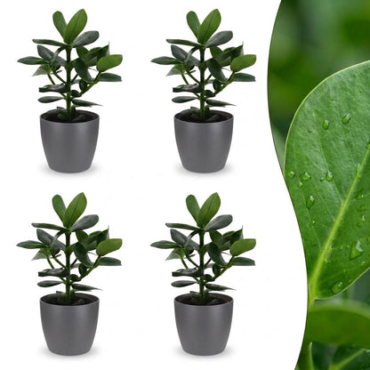 Green boutiQ - Clusia Princess - Clusia - 4 Planten - met Potter Grijs - Pot 12cm - Hoogte - 40cm