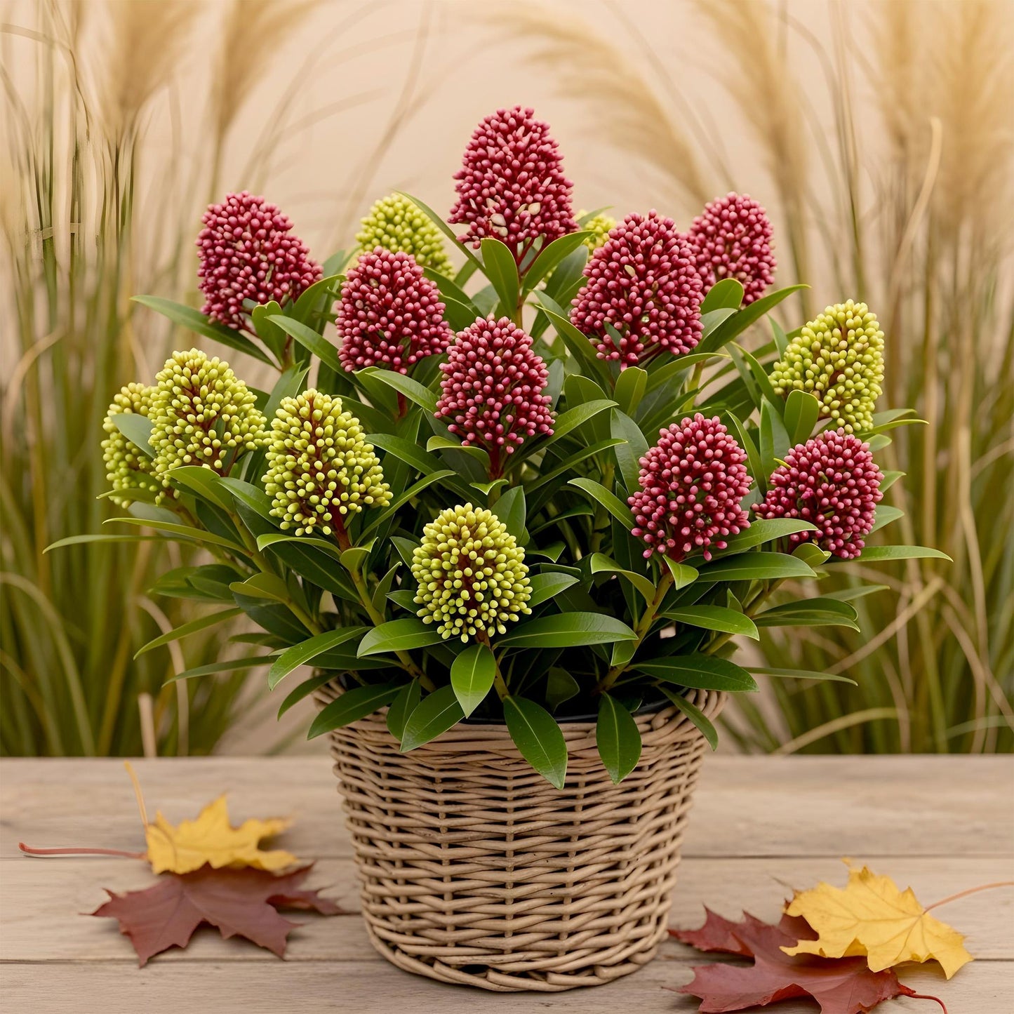1x - Terrasplant - Skimmia japonica Festival - Bloem Wit & Rood - 15+ Bloemen - 1 Plant - Winterhard - Pot 15cm Hoogte 30cm
