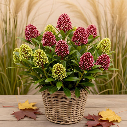 1x - Terrasplant - Skimmia japonica Festival - Bloem Wit & Rood - 15+ Bloemen - 1 Plant - Winterhard - Pot 15cm Hoogte 30cm