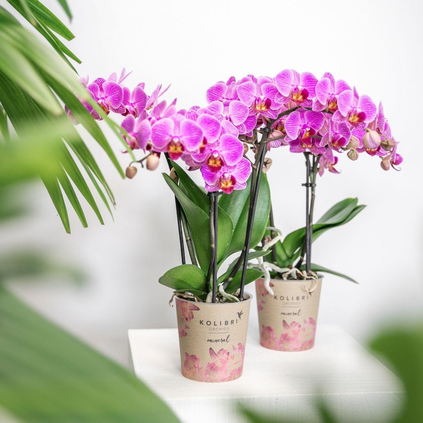 Kolibri-Orchideen | Lila/Rosa Phalaenopsis-Orchidee, Topfgröße Ø9cm | Wien | Blühende Zimmerpflanze – frisch vom Züchter