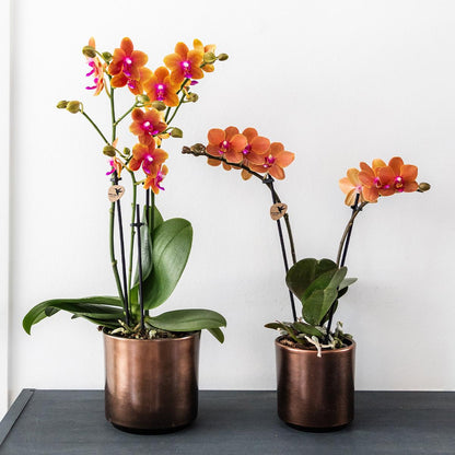 Hummingbird Orchids | orange scented Phalaenopsis orchid - Fragrance - pot size Ø9cm | flowering houseplant - fresh from the grower