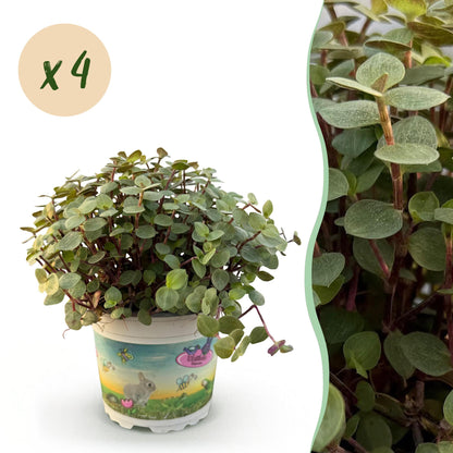 Green boutiQ - Kamerplant - Calissia repens - Kattengras - Huisdiervriendelijk - Groen - 4 Planten - Pot 12cm - Hoogte 17-20cm
