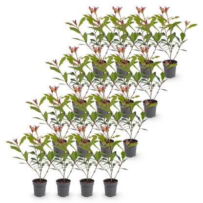 Green boutiQ - 16x Photinia fraseri Carre Rouge - Glansmispel - Haagplanten - Groenblijvend - Rood - Pot 9cm - Hoogte 25-35cm