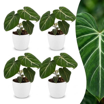 Green boutiQ - Philodendron Gloriosum - Glorie Philodendron - 4 Planten - met Potter Wit - Pot 12cm - Hoogte - 25cm