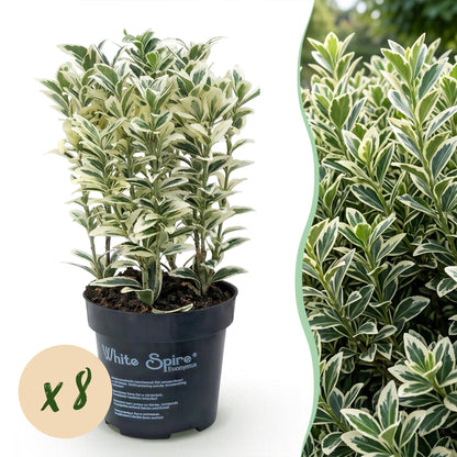 Green boutiQ - 8x Euonymus japonicus White Spire - Kardinaalsmuts - Haagplanten - Groenblijvend - Wit - Groen - Pot 9cm - Hoogte 20-30cm