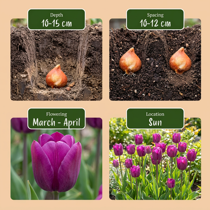 30x Tulipa Triumph Purple - Triomftulp - Paars - Voorjaarsbloeier - Bolmaat 11/12