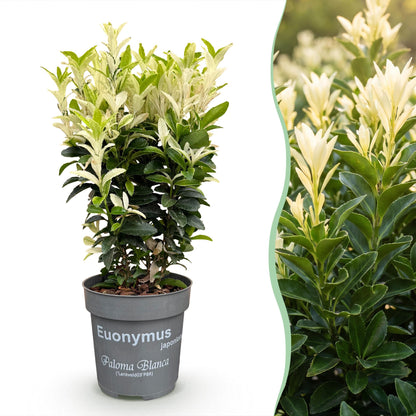 Green boutiQ - 16x Euonymus japonica Paloma Blanca - Kardinaalsmuts - Haagplanten - Groenblijvend - Groen - Wit - Pot 9cm - Hoogte 20-30cm