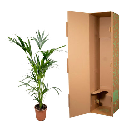 Kentia palm - 150cm - Ø24