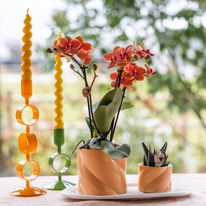 gift set orchidee met groene plant, oranje Phalaenopsis in sierpot en groene plant op wit dienblad