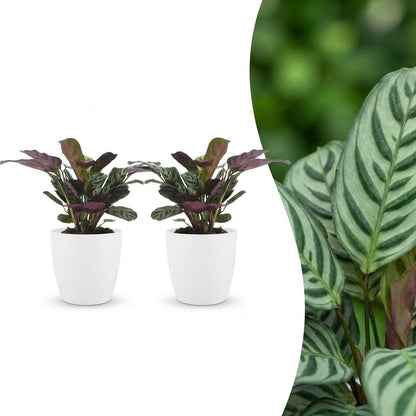 Green boutiQ - Ctenanthe Burle Marxii - Visgraatplant - 2 Planten - met Potter Wit - Pot 12cm - Hoogte - 30cm