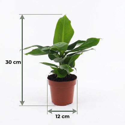 Green boutiQ - Musa Oriental Dwarf - Dwergbanaan - 4 Planten - met Zeegras Mand - Pot 12cm - Hoogte 30cm