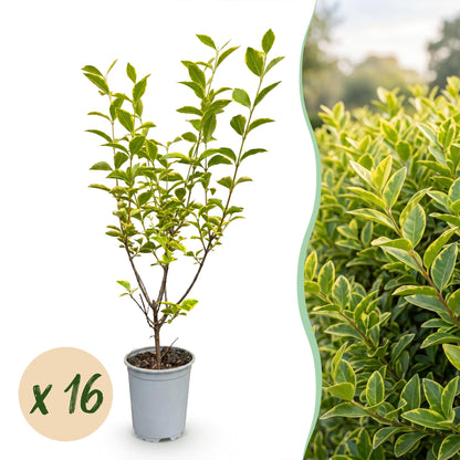 Green boutiQ - 16x Ligustrum ovalifolium Aureum - Bontbladige Liguster - Haagplanten - Groenblijvend - Bont - Pot 9cm - Hoogte 35-45cm
