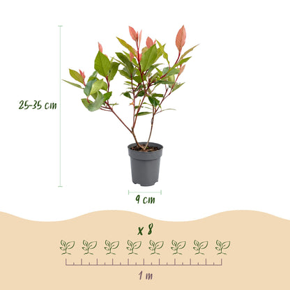 Green boutiQ - 16x Photinia fraseri Little Red Robin - Glansmispel - Haagplanten - Groenblijvend - Rood - Pot 9cm - Hoogte 25-35cm