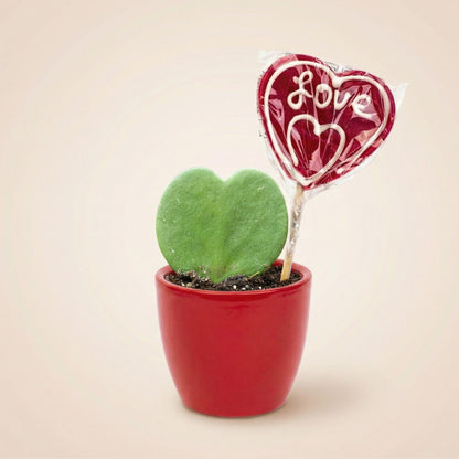 Sweetheart Plant Set - Groene Mini Gift - Pot & Plant Set - Rood