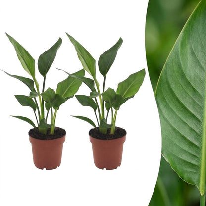 Strelitzia Reginea - Paradijsvogelbloem - 2 Planten - Pot 12cm - Hoogte - 35cm