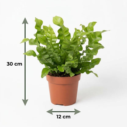 Green boutiQ - Asplenium Crispy Wave - Asplenium Crispy Wave - 4 Planten - met Potter Grijs - Pot 12cm - Hoogte - 30cm
