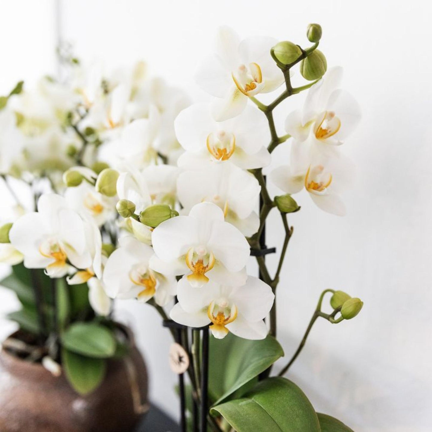 Kolibri Orchideen | Weiße Phalaenopsis-Orchidee, Topfgröße Ø 9 cm | Lausanne | Blühende Zimmerpflanze – frisch vom Züchter