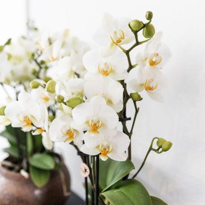 Kolibri Orchideen | Weiße Phalaenopsis-Orchidee, Topfgröße Ø 9 cm | Lausanne | Blühende Zimmerpflanze – frisch vom Züchter