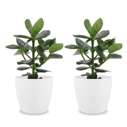 Green boutiQ - Clusia Princess - Clusia - 2 Planten - met Potter Wit - Pot 12cm - Hoogte - 40cm