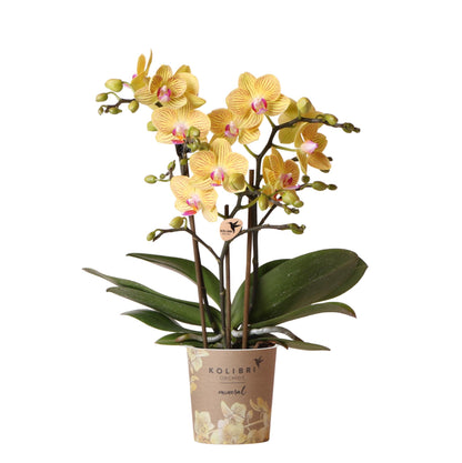 Kolibri-Orchideen | Gelbe Phalaenopsis-Orchidee – Lima – Topfgröße Ø 9 cm | Blühende Zimmerpflanze – frisch vom Züchter
