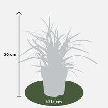 6 x Carex morrowi 'Ice Dance' - Ø 14 cm - ↨ 25 cm