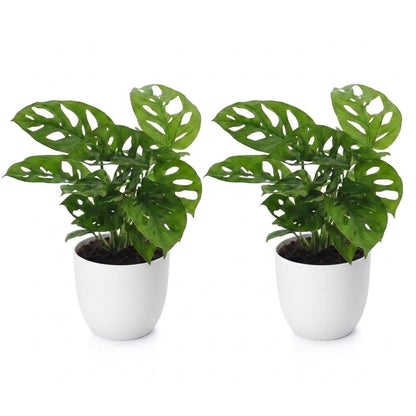 Green boutiQ - Monstera Adansonii - Rhaphidophora Tetrasperma - 2 Planten - met Potter Wit - Pot 12cm - Hoogte - 25cm
