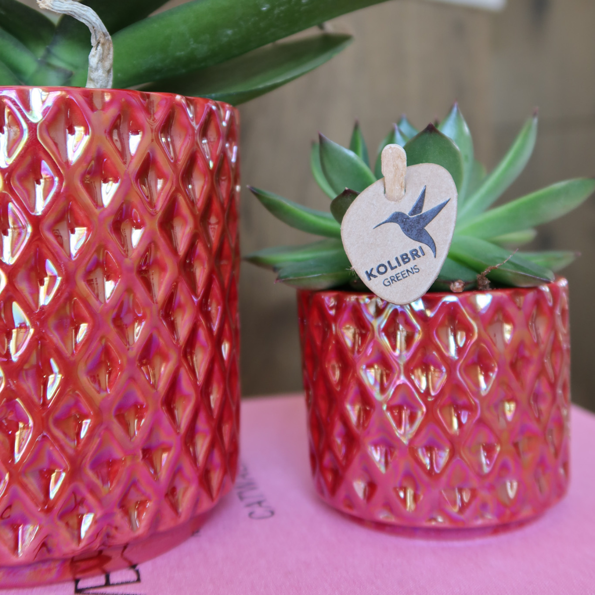 Kolibri-Orchideen | Rote Phalaenopsis-Orchidee 'Congo + Diamond Pearl' im roten Topf (Ø 9 cm) | Blühende Zimmerpflanze – frisch vom Züchter